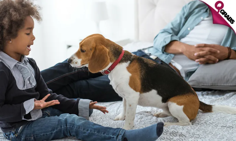 Dog Behavior & Training Online Course!